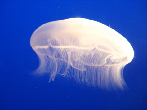 USA - Agosto 2010 598