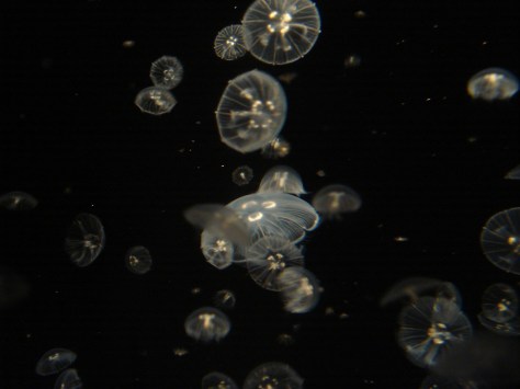 USA - Agosto 2010 617