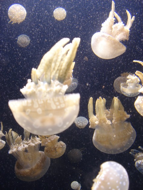 USA - Agosto 2010 658