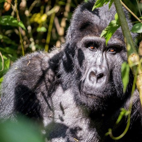 Bwindi Impenetrable National Park (Uganda)