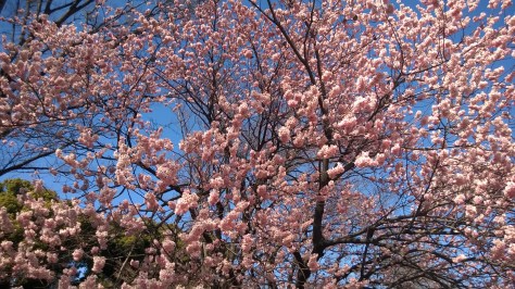 Palazzo Imperiale _ Ciliegi in fiore, Tokyo