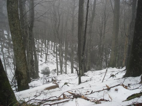 Sentiero nel bosco che porta al Santuario 